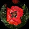 fastandflowery